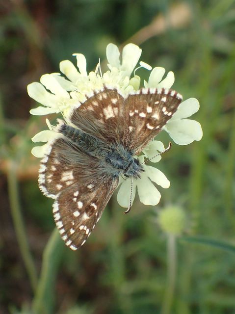 Pyrgus armoricanus - feles busalepke