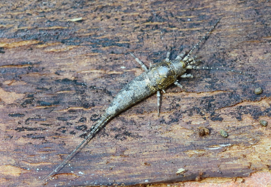 Archaeognatha - Ugróősrovarok