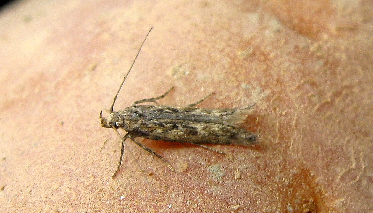 Phthorimaea operculella - burgonya-sarlósmoly