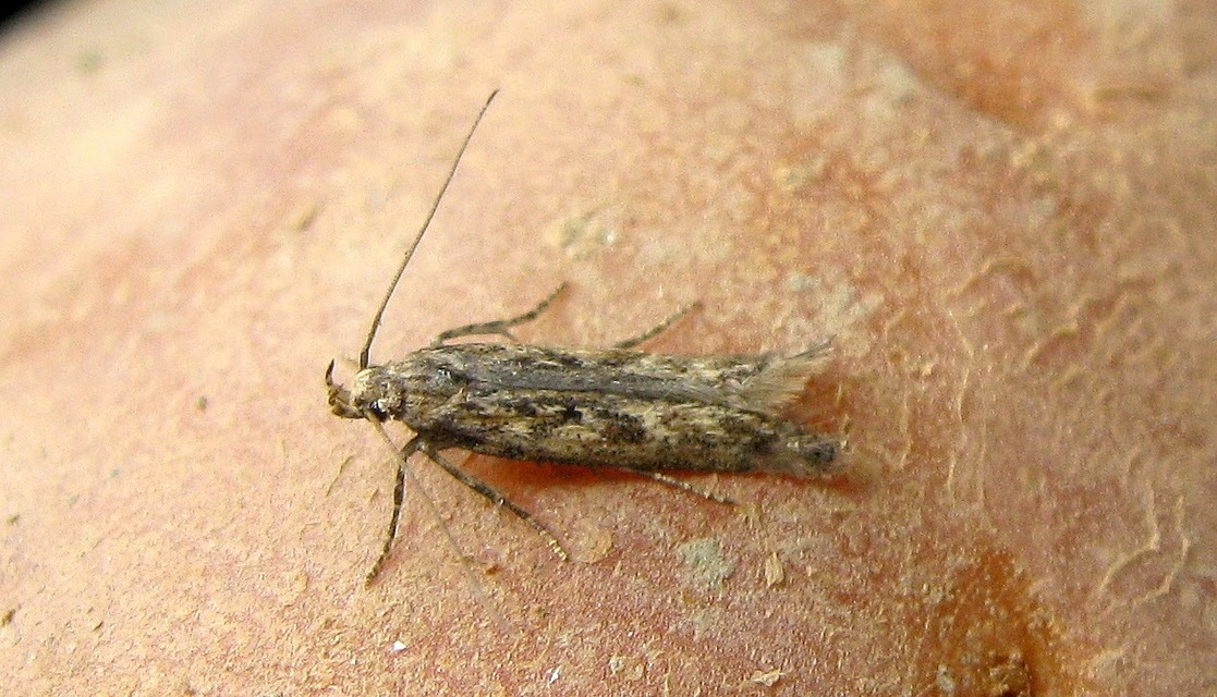 Phthorimaea operculella - burgonya-sarlósmoly