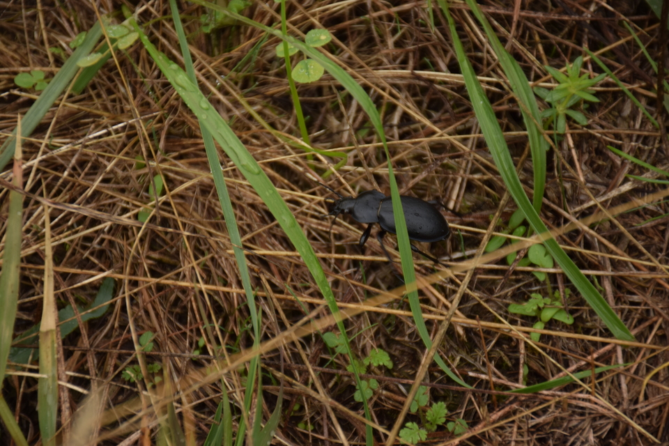 Carabus hungaricus - magyar futrinka