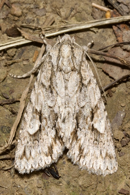 Meganephria bimaculosa - kétfoltos szilbagoly