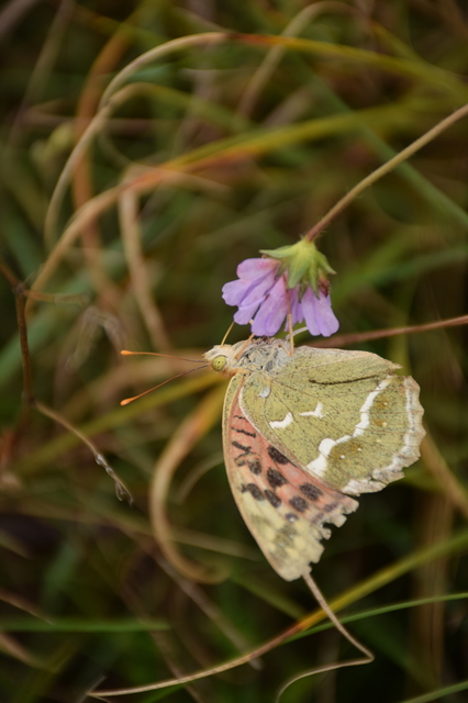 Argynnis pandora - zöldes gyöngyházlepke