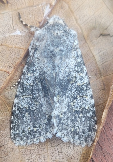 Polymixis xanthomista gyurovicslaszloi - Gyurovics László tarkabaglya