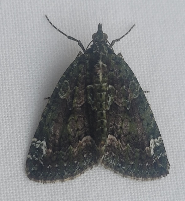 Chloroclysta siterata - salátazöld araszoló