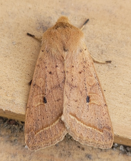 Leptologia macilenta - gyertyán-őszibagoly