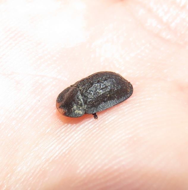 Cassida atrata - fekete pajzsbogár