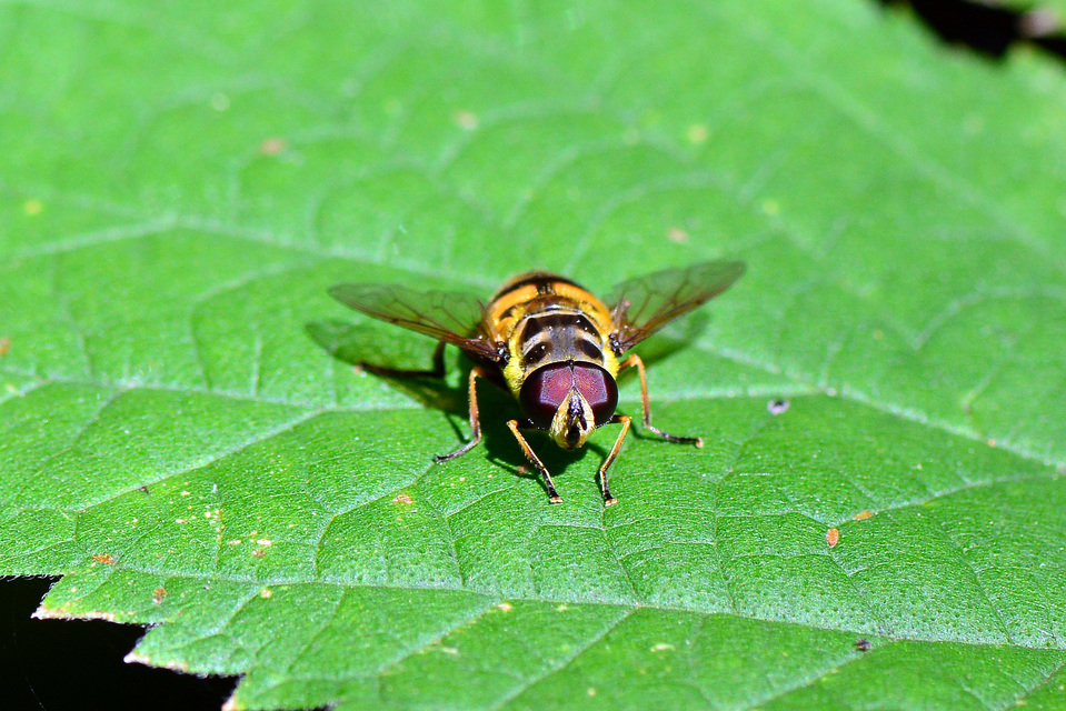 Myathropa florea - halálfejes odúlégy