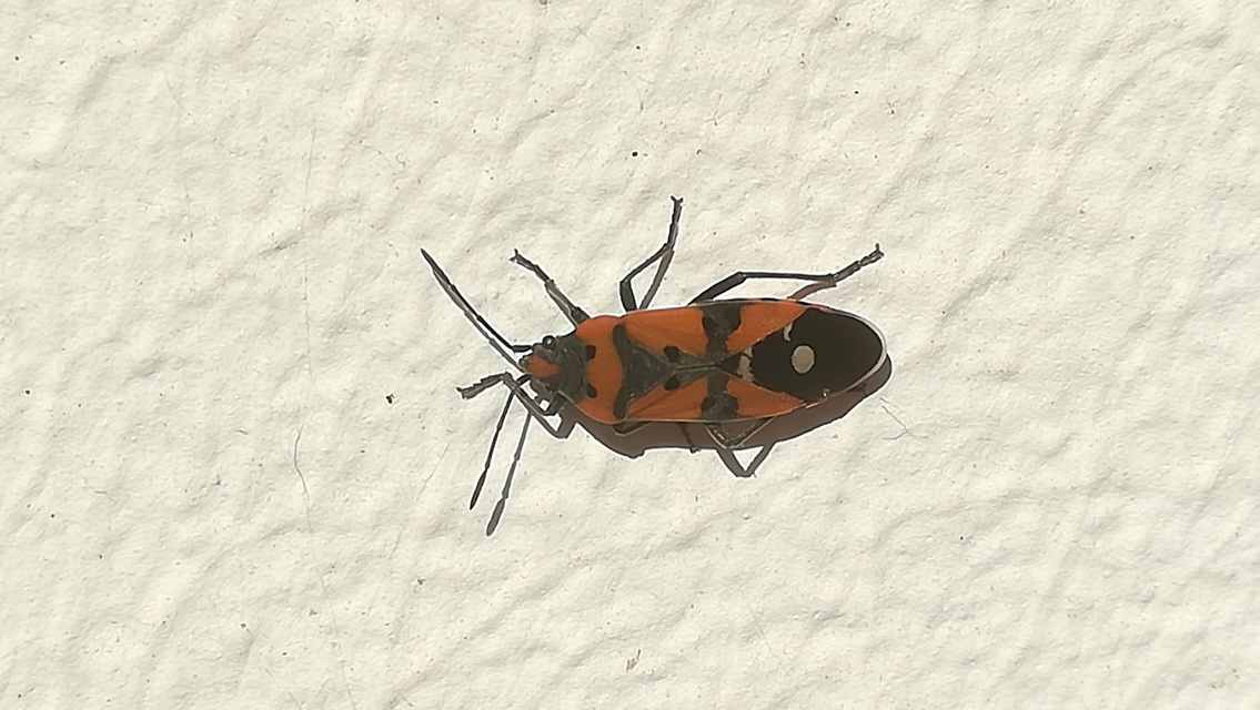 Lygaeus equestris/simulans