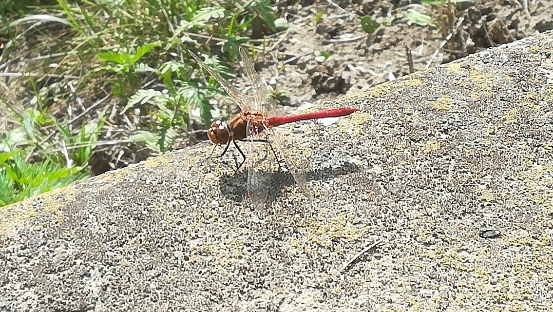 Sympetrum striolatum/vulgatum/meridionale