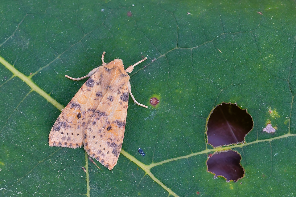 Cirrhia ocellaris - fakó sárgabagoly