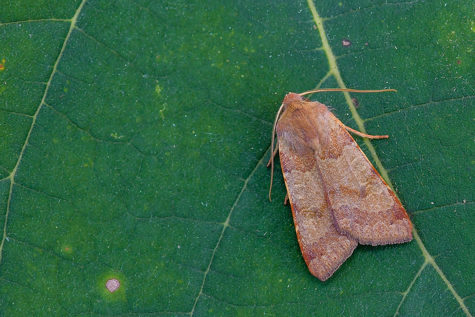 Anchoscelis helvola - barna őszibagoly