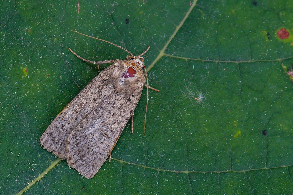 Rhyacia simulans - hamvas földibagoly