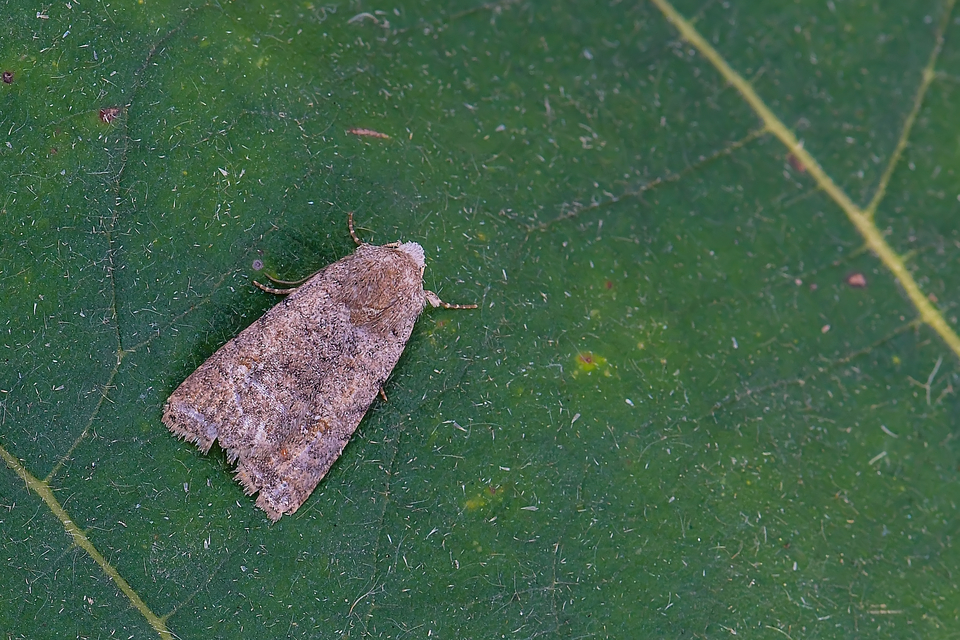 Paradrina clavipalpis - közönséges selymesbagoly
