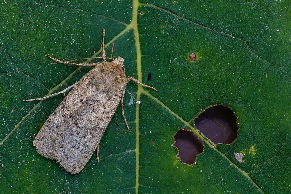 Rhyacia simulans - hamvas földibagoly