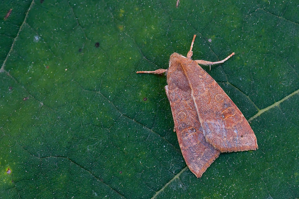 Cirrhia ocellaris - fakó sárgabagoly