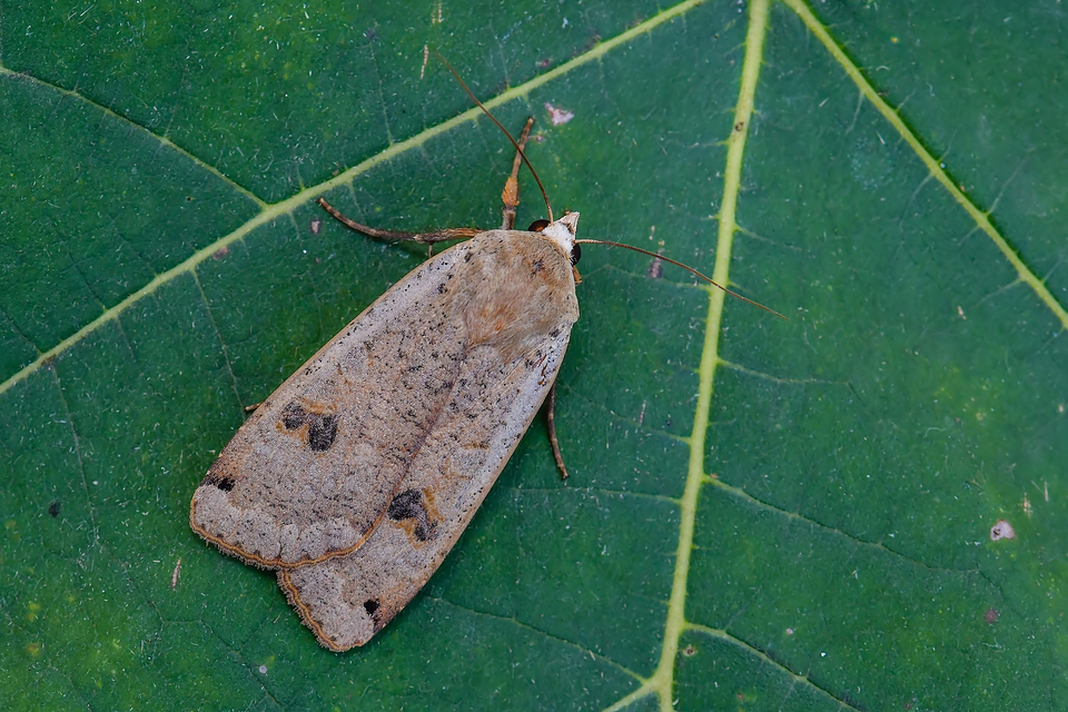 Noctua pronuba - nagy sárgafűbagoly