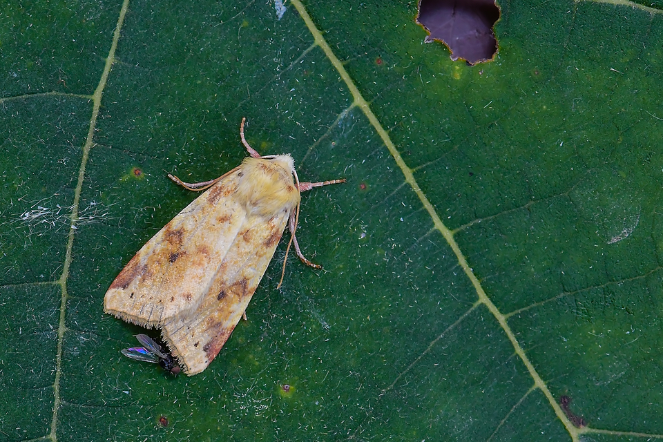 Cirrhia icteritia - nyárfa-sárgabagoly