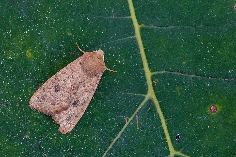 Sunira circellaris - okkersárga őszibagoly
