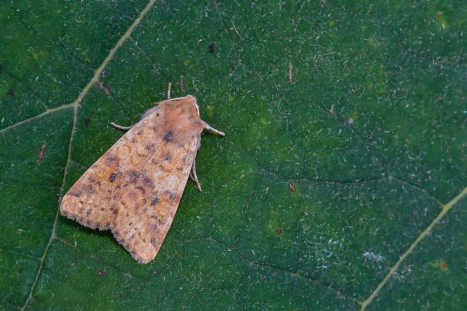 Cirrhia gilvago - foltos sárgabagoly