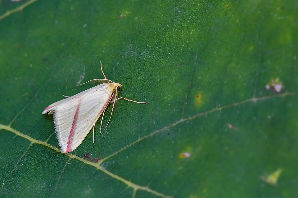 Rhodometra sacraria - rózsacsíkos araszoló