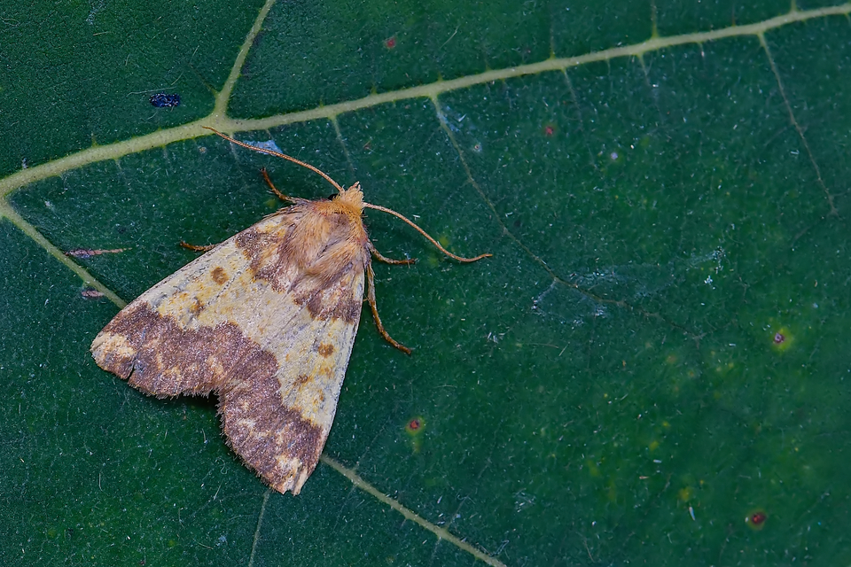 Tiliacea aurago - aranyló sárgabagoly