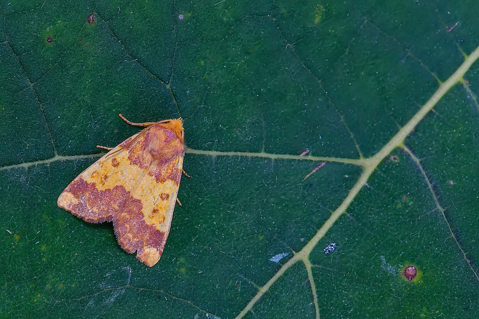 Tiliacea aurago - aranyló sárgabagoly