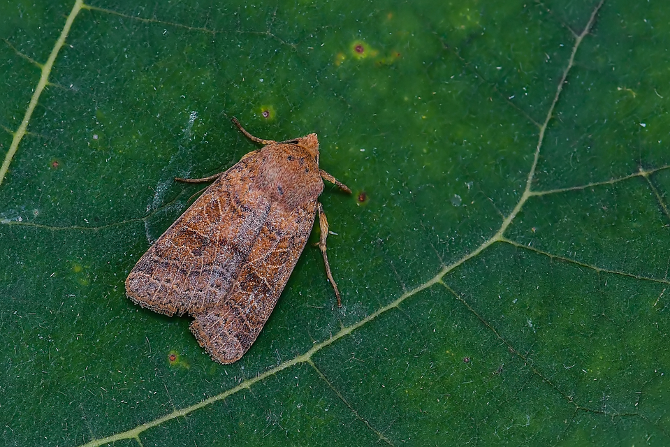 Anchoscelis nitida - rozsdabarna őszibagoly
