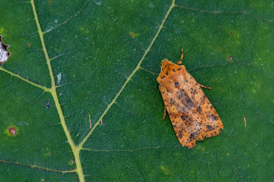 Conistra rubiginea - vörös őszibagoly