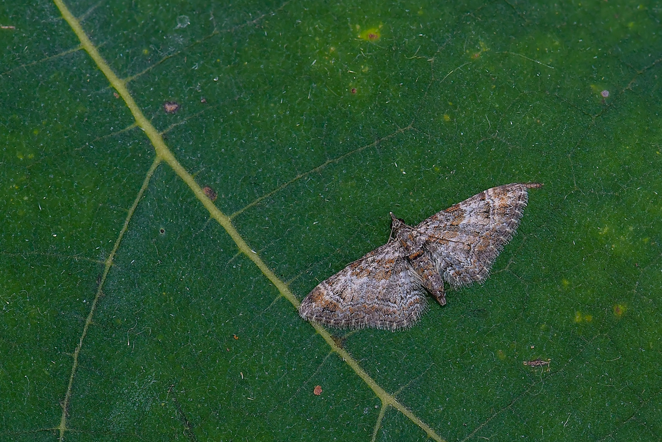 Gymnoscelis rufifasciata - vöröscsíkos törpearaszoló
