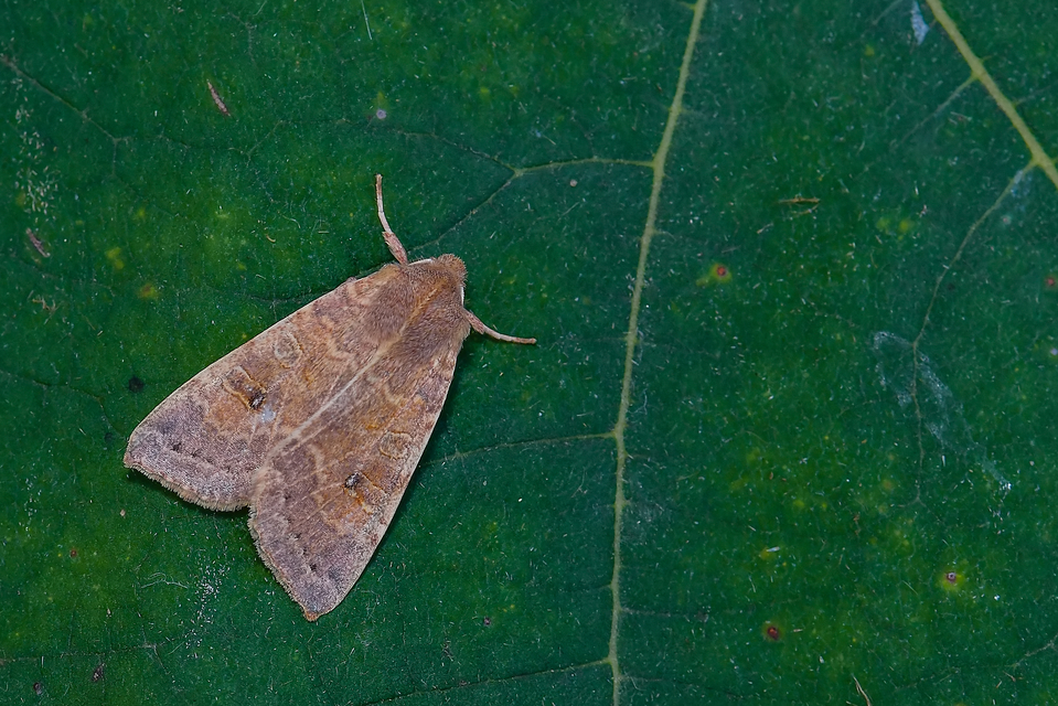 Cirrhia ocellaris - fakó sárgabagoly