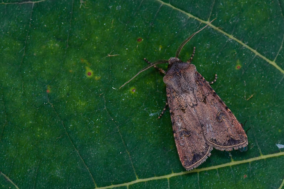 Agrotis segetum - vetési földibagoly