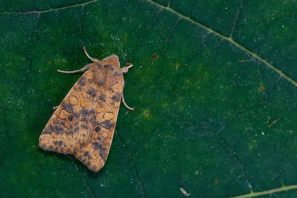 Cirrhia gilvago - foltos sárgabagoly