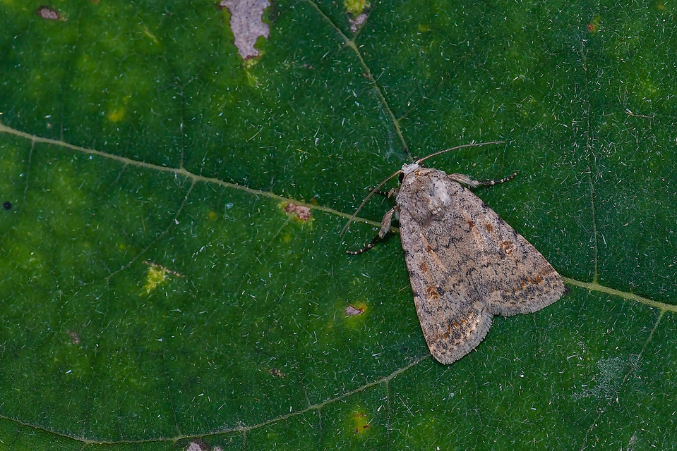 Paradrina clavipalpis - közönséges selymesbagoly