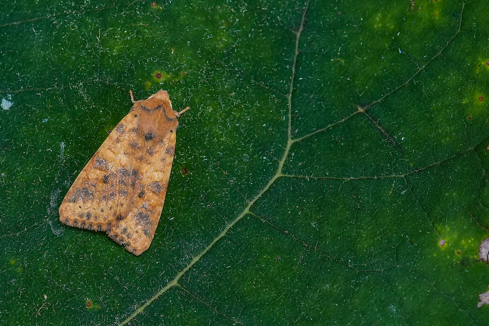 Cirrhia gilvago - foltos sárgabagoly