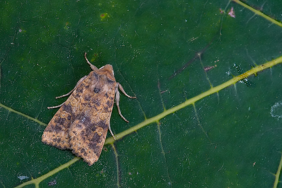 Cirrhia gilvago - foltos sárgabagoly