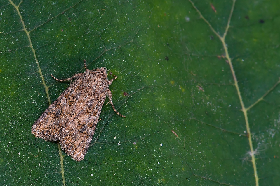 Hadula trifolii - lóherebagoly Hadula trifolii - lóherebagoly