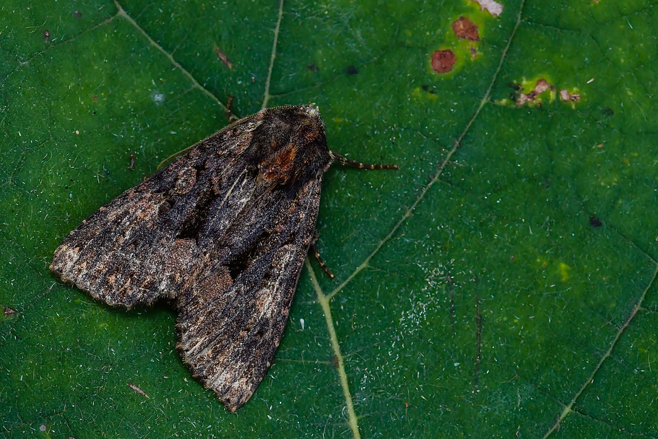 Blepharita satura - őszi porfírbagoly