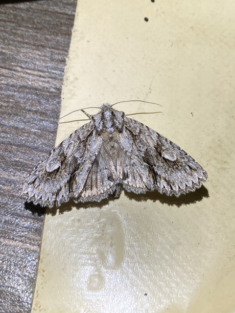 Meganephria bimaculosa - kétfoltos szilbagoly