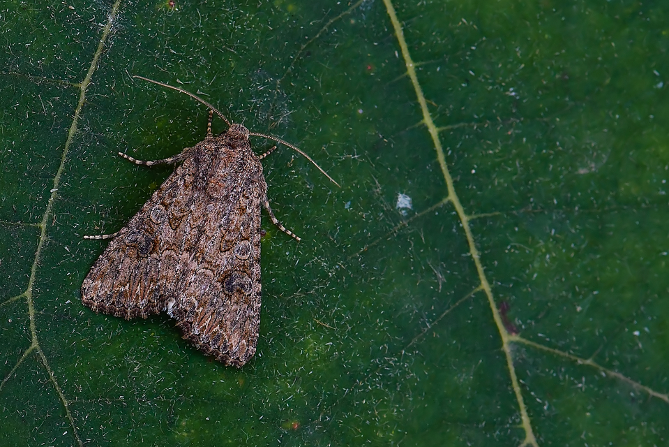 Hadula trifolii - lóherebagoly Hadula trifolii - lóherebagoly