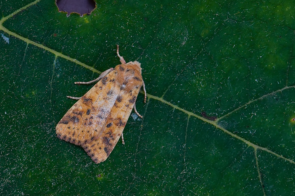 Cirrhia gilvago - foltos sárgabagoly