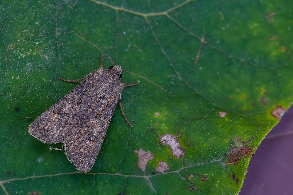 Agrotis segetum - vetési földibagoly