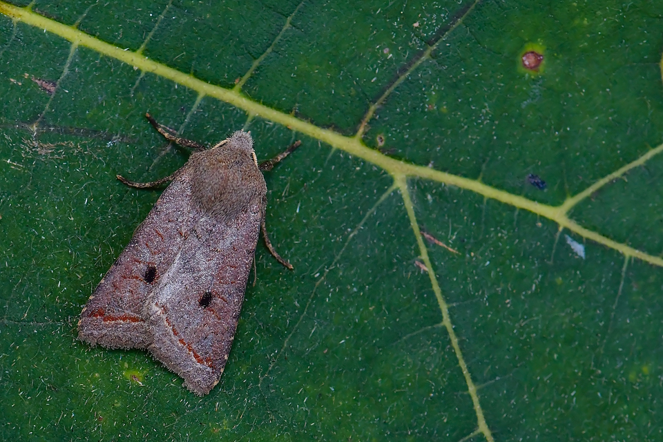 Leptologia lota - kecskefűz-őszibagoly