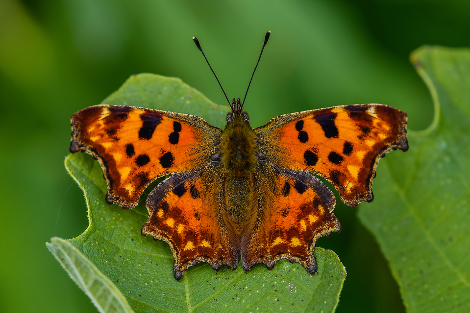 Nymphalis c-album - C-betűs lepke