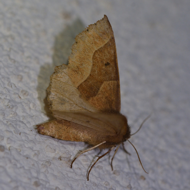 Crocallis tusciaria - barna sávosaraszoló