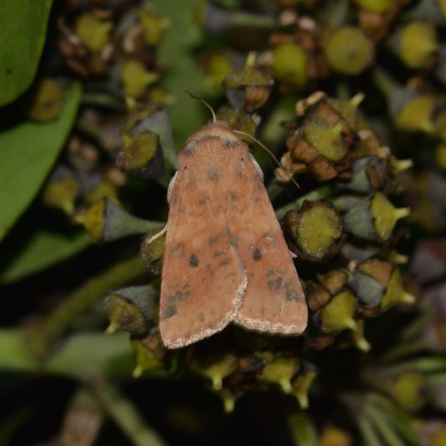 Cirrhia gilvago - foltos sárgabagoly