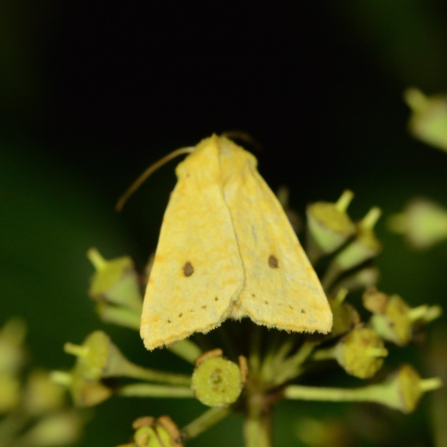 Cirrhia gilvago - foltos sárgabagoly