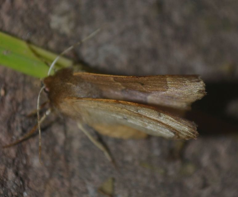 Crocallis tusciaria - barna sávosaraszoló