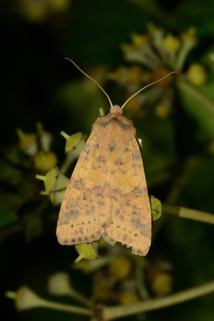 Cirrhia gilvago - foltos sárgabagoly