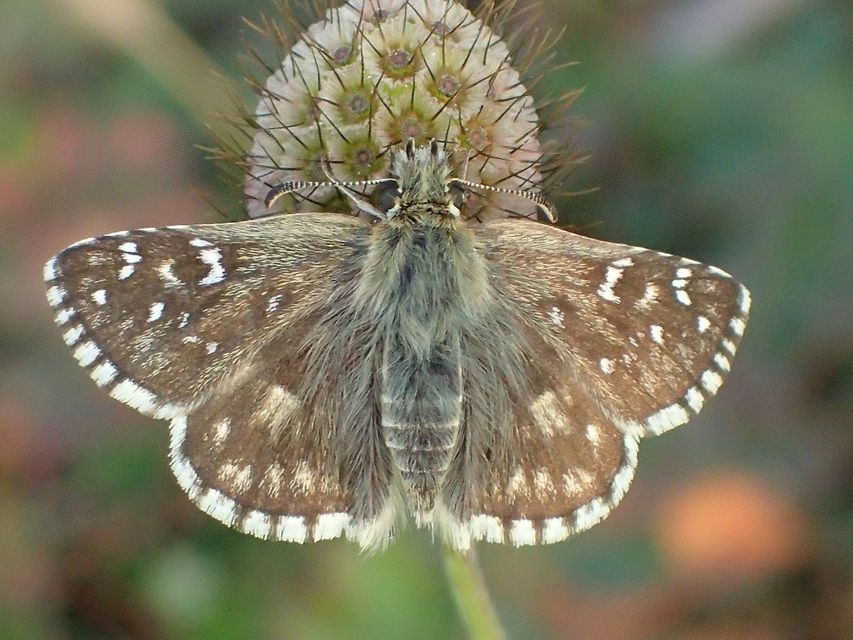 Pyrgus armoricanus - feles busalepke